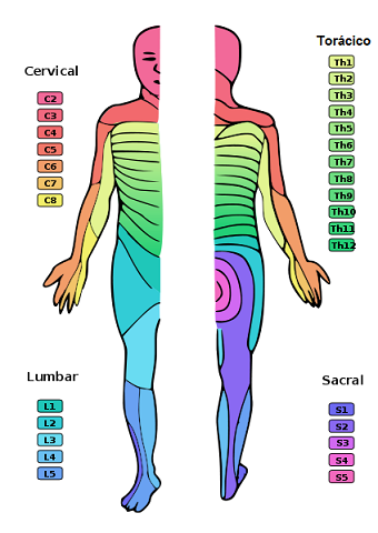 Dermatomas