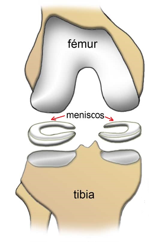 Meniscos